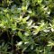 Portulaca oleracea, l’erba grassa che conquista tutti